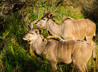 Coppia di Kudu - Kruger Park - Sudafrica