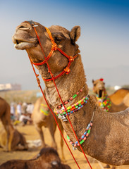 Verfraaide kameel bij de Pushkar-markt. Rajasthan, India