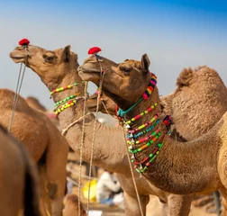 Photo sur Plexiglas Chameau Decorated camel at the Pushkar fair. Rajasthan, India