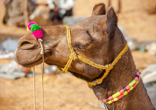 Decorated camel at the Pushkar fair. Rajasthan, India