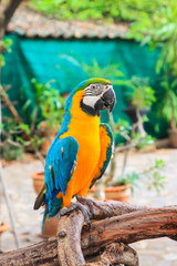 Beautiful parrot