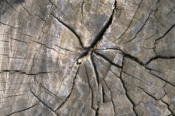 vintage style old wood textures background
