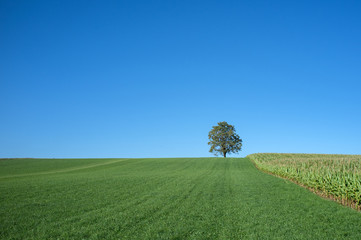 Naklejka na ściany i meble Beautiful lonely tree on the hill under a clear blue sky