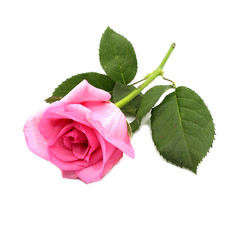 Fototapeta premium pink rose flowers isolated on white background