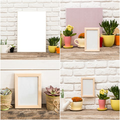Collage of succulents