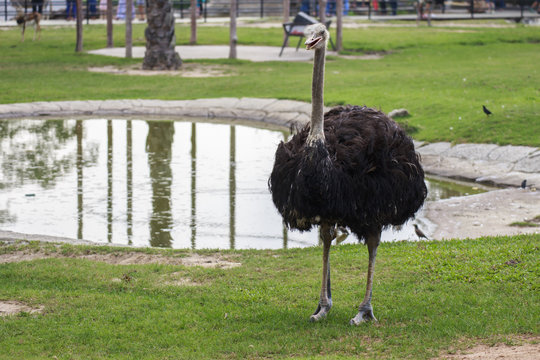 Ostrich in the zoo.