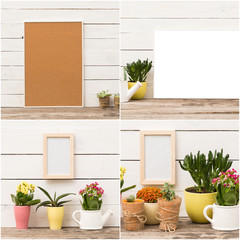 Collage of succulents