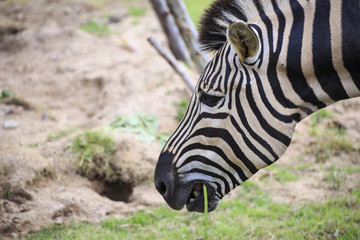 Head of zebra