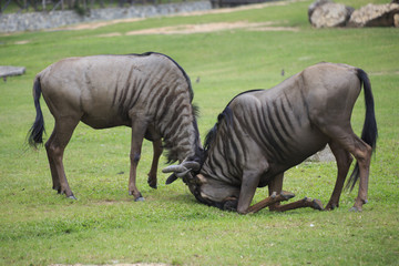 Fighting wilderbeast