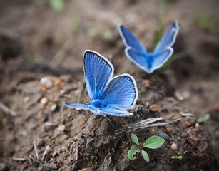 blue butterfly