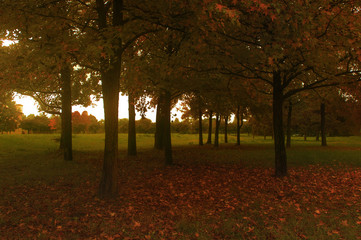 Naklejka premium Autumn park with trees