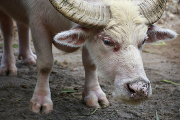 white buffalo