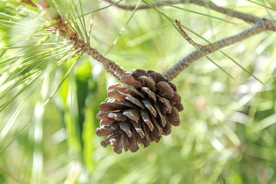 Fototapeta bump on a pine branch