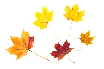dry fallen maple leaf