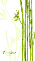 Obraz na płótnie Canvas Hand-drawn green bamboo bacground with space for text