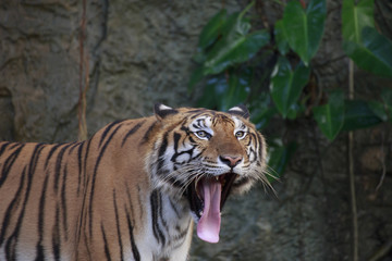 The ferocious tiger