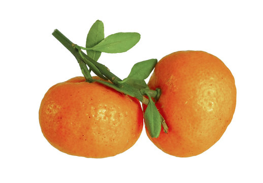 Oranges isolated/Oranges isolated on white background.