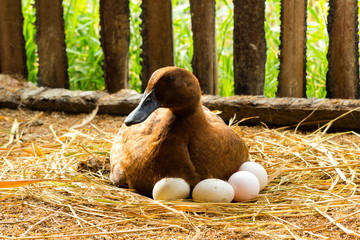 Duck incubator her eggs on the straw nest.