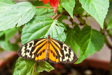 The Harmonia Tiger-wing butterfly (Tithorea harmonia) in Mariposario (The Butterfly House) in Mindo, Ecuador