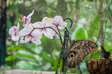 Owl butterfly (Caligo eurilochus) in Mariposario (The Butterfly House) in Mindo, Ecuador