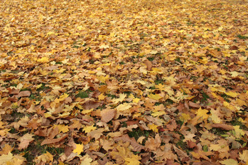 Background made of fallen autumn leaves