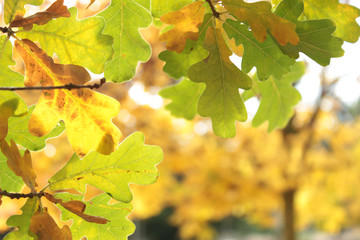 Background made of fallen autumn leaves