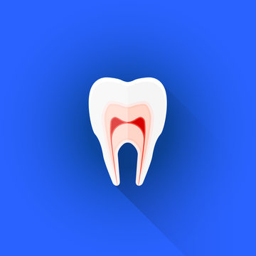 vector flat structure of tooth illustration icon.