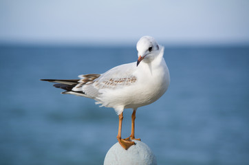 Obraz premium Coquettish little sea-gull