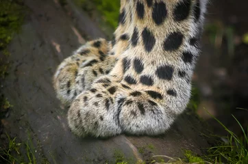 Foto op Canvas Leopard's paw © optimistic_view