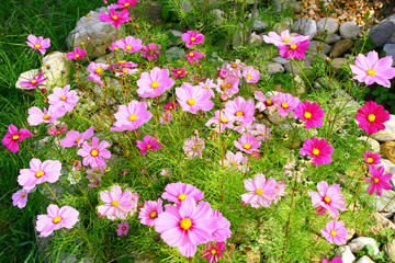 un parterre de cosmos dans un jardin