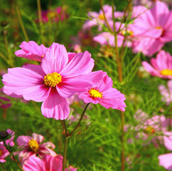 Des fleurs, les cosmos dans un jardin © Monique Pouzet
