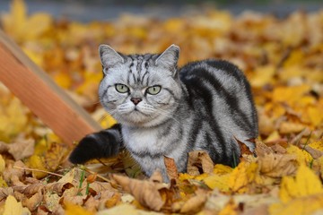 Britisch Kurzhaar Katze im Herbstlaub
