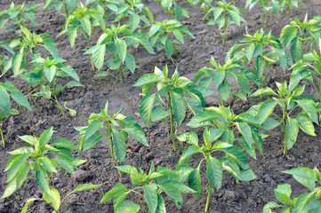 close-up of growing organic peppers plantation