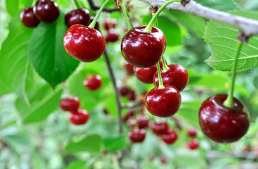  close-up of ripe sweet cherries on a tree