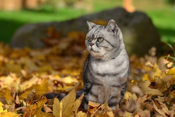 Naklejka na ściany i meble Britisch Kurzhaar Katze im Herbstlaub