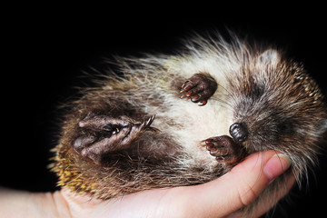 Little hedgehog on a palm