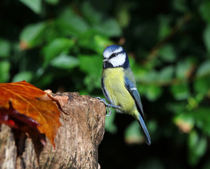 Close up of a blue tit perched on a tree trunk