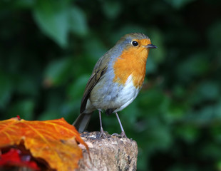 Close up of a robin on a tree trunk in autumn
