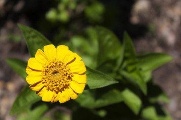 Yellow zinnia flower