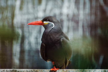 Inca Tern