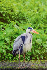 Heron
