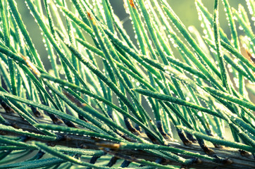 pine twig with water drops