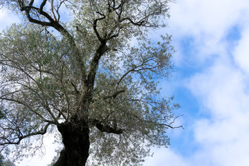 Pine tree in the rays of light in summer against the sky close-u