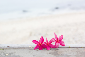 Pink plumeria on the beach