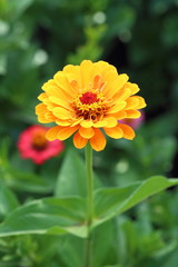 Orange Zinnia. Flower close up