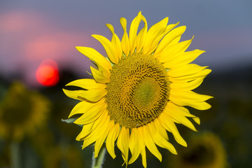 Sunflower against the blue sky at sunset. shallow depth of field