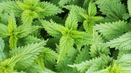 Stinging Nettles