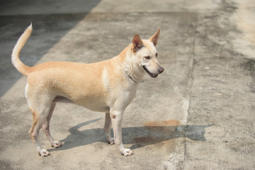 Creamy Thai dog standing