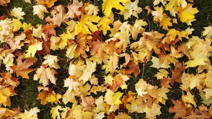 Autumn Leaves