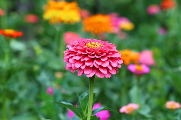 Multi-colored zinnia close up